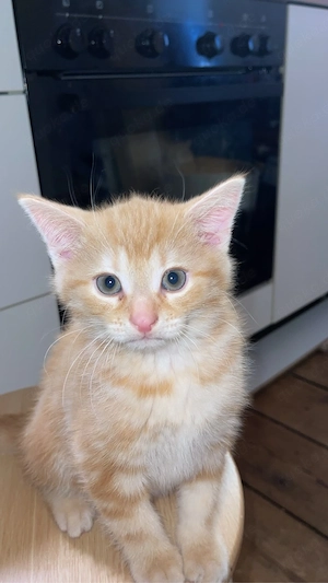 Liebevolle Katzen suchen ein schönes Zuhause