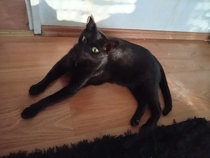 katze Bombay 