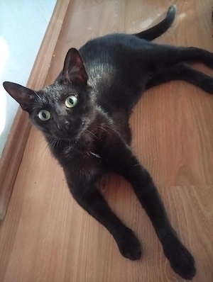 katze Bombay 