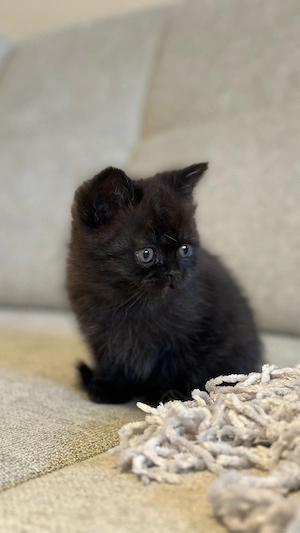 Zuckersüße 2,5 Monate alte Kitten suchen ein liebevolles Zuhause!