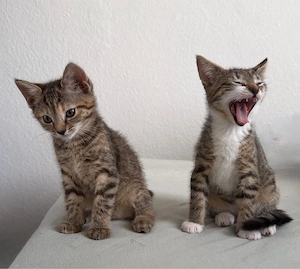 2 BKH-Mix-Kitten Geschwister