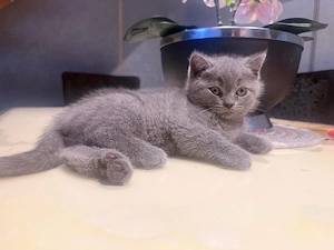 Babykatze BKH
