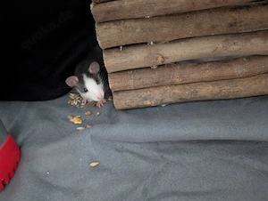 Babyratten 