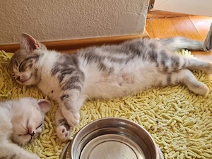 Britisch Kurzhaar Kater zu verkaufen