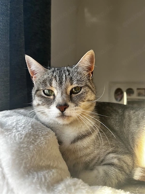 Luna sucht ein liebevolles Zuhause