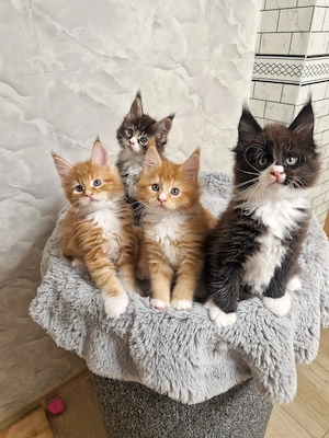 Maine coon kitten 