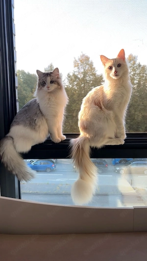      Süße Kitten ab sofort in liebevolle Hände zu verkaufen