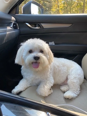 Maltipoo (Maltese + Poodle).