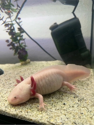 axolotl weibchen 