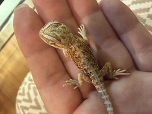 Baby Bartagamen rot