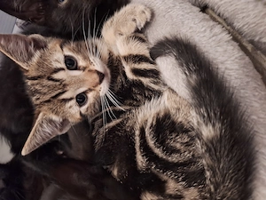 Katzenbabys männlich Weiblich 