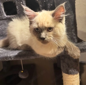 Ragdoll Kitten