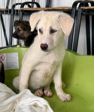 Kleine Briska - auf der Suche nach ihrer Familie Bild 10