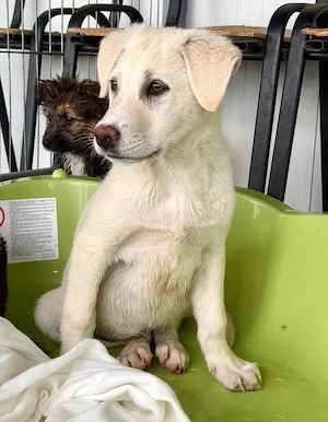 Kleine Briska - auf der Suche nach ihrer Familie Bild 2