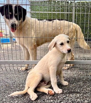 Kleine Briska - auf der Suche nach ihrer Familie Bild 8
