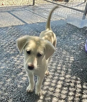 Kleine Briska - auf der Suche nach ihrer Familie Bild 7