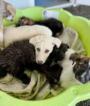 Kleine Briska - auf der Suche nach ihrer Familie Bild 3