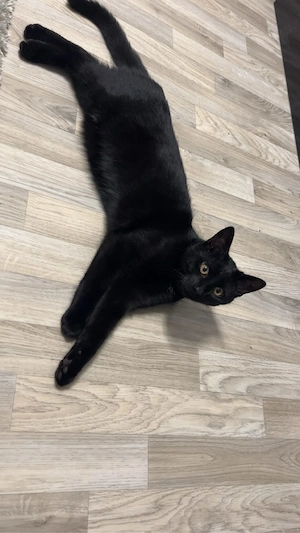 Liebevolles Zuhause für unseren Kater Suharik gesucht
