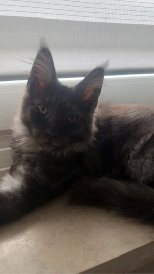 Traumhafter Maine Coon Kater in elegantem Black Smoke sucht sein Für-immer-Zuhause
