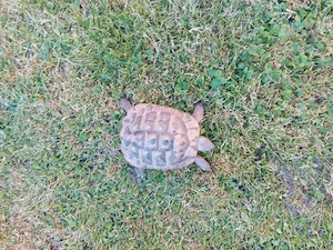 2 Griechische Landschildkröten Nachzuchten aus 2018 abzugeben