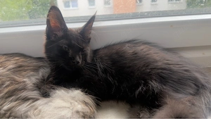 Traumhafter Maine Coon Kater in elegantem black sucht sein Für-immer-Zuhause