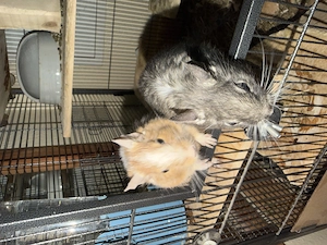 2 Degus + Käfig in gute Hände abzugeben