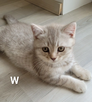 BKH-Kitten abgabebereit in 2 Wochen