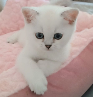 Katerchen (BKH) abzugeben