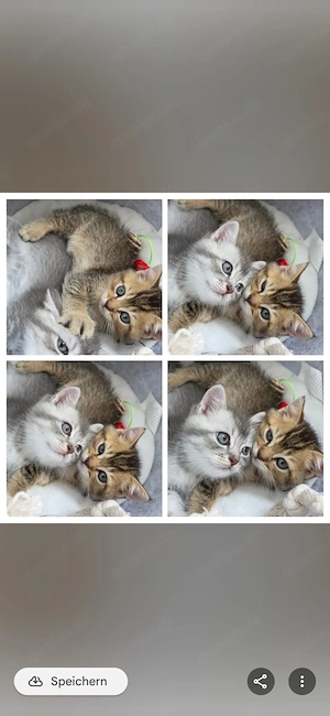 Bkh Katze Baby
