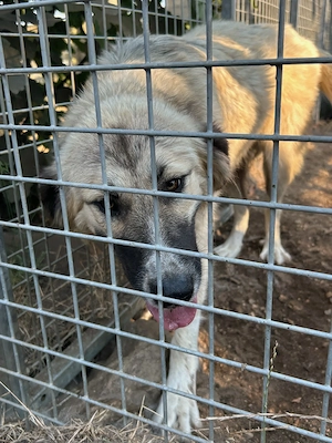 Zuhause oder Pflegestelle gesucht für Yara Bild 3