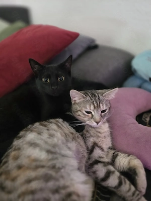 Zwei 10 Monate alte schmuse Katzen suchen Zuhause 