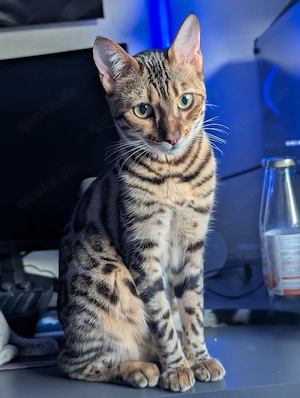Wunderschöne Bengal Kitten mit Stammbaum Bild 7