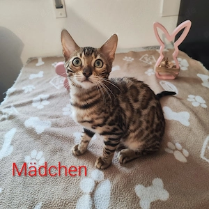 Wunderschönes Bengal-Mädchen sucht liebevolles Zuhause