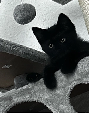 Kater sucht ein zuhause