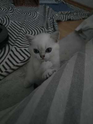 BKH Kitten 