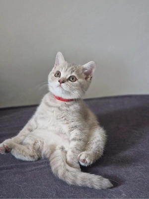 BKH kitten