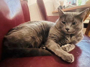 Wunderschöne Korat-Katze "Mili" (3 Jahre) sucht ein liebevolles Zuhause