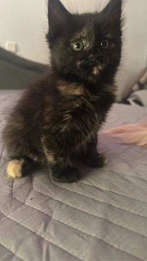 Maine coon Kitten