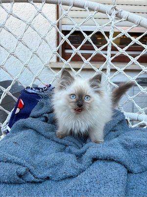 ragdoll kitten
