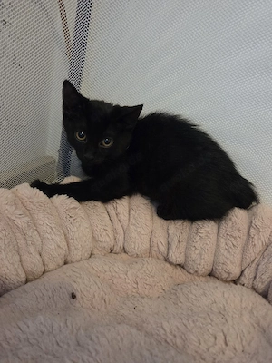 süße babykatzen suchen ein Zuhause 