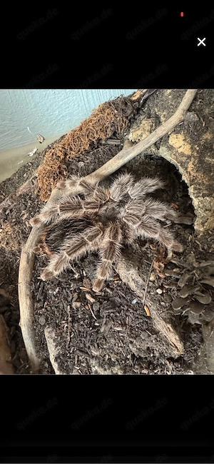 0.1 Lasiodora sp. Difficilis