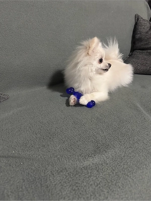 Süßer weißer Pomeranian zu verkaufen