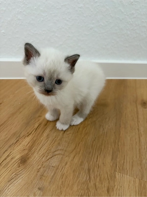 Ragdoll BKH kitten (kater)