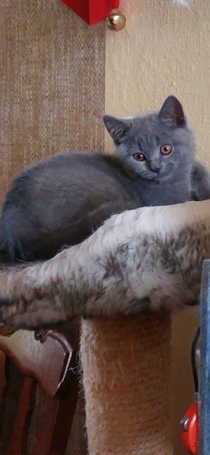 Zwei Katerchen