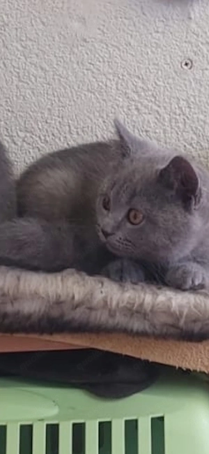 Zwei Katerchen 