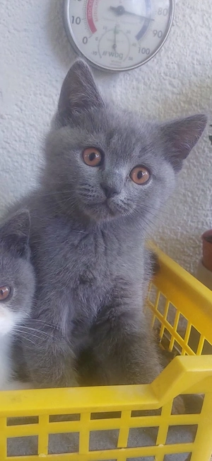 2 Baby Kater