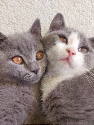 2  Baby Kater
