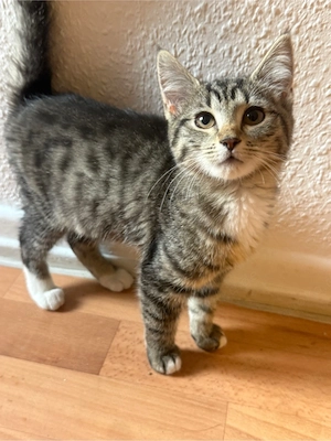 Kitten suchen neues Zuhause :)