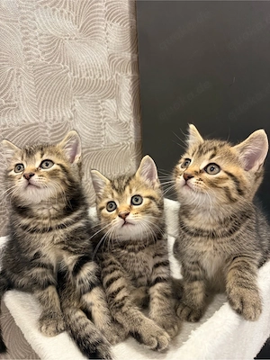 BKH Kitten 