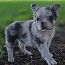 Hallo und vielen Dank für Ihr Interesse an meinen süßen französischen Bulldoggenwelpen, die jetzt ei